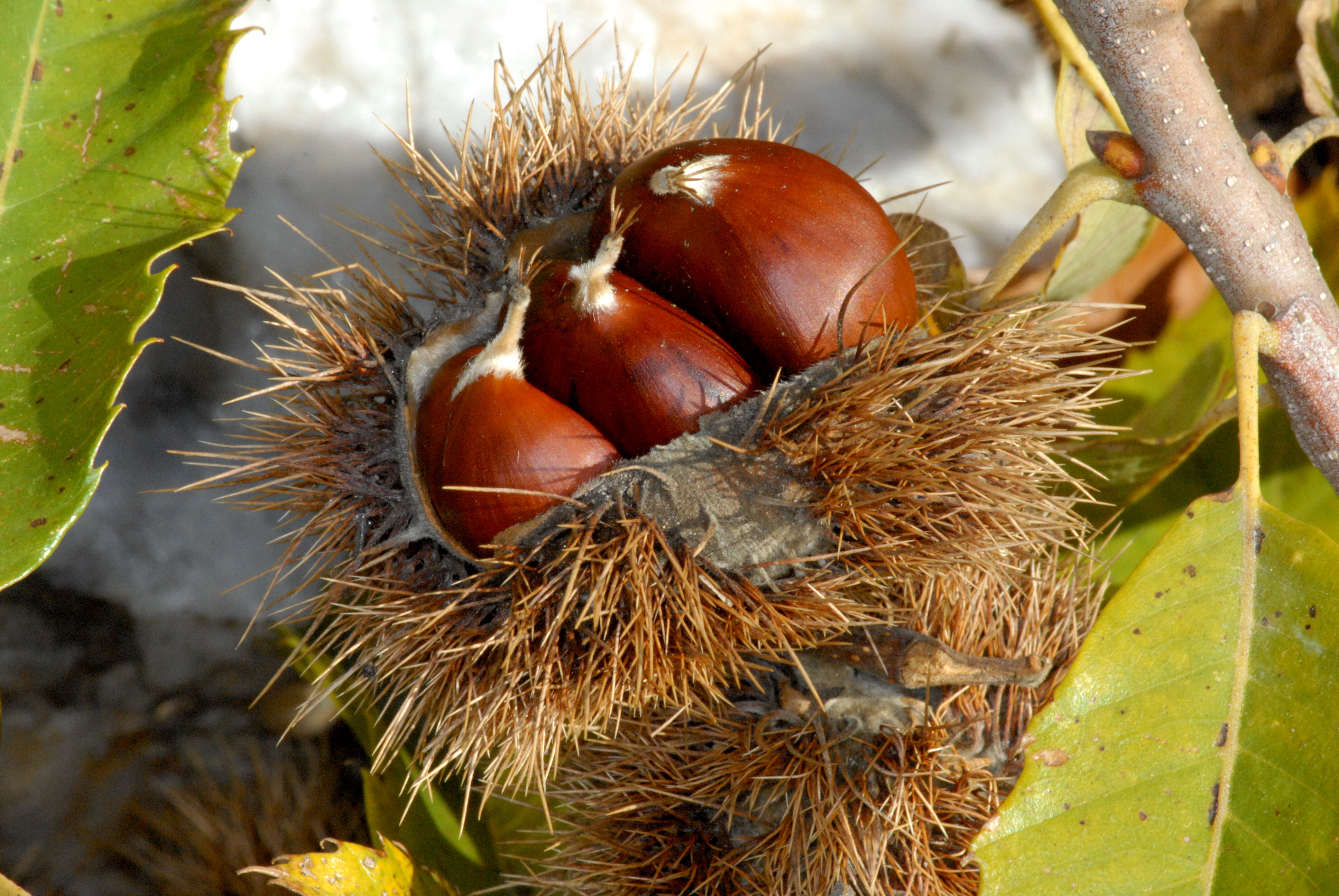 Thumbnail title Thumbnail title