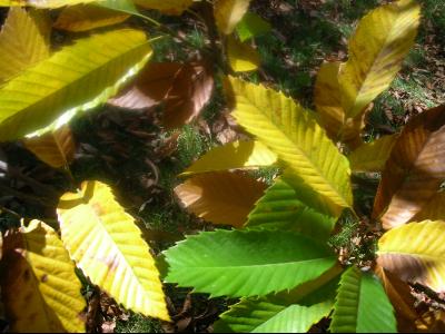 Thumbnail title Thumbnail title