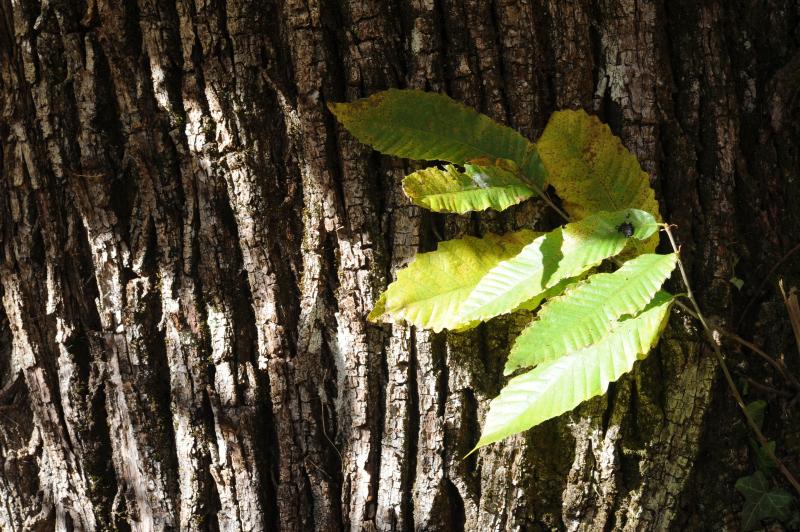 Thumbnail title Thumbnail title